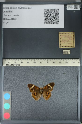 Media type: image;   Entomology 170229